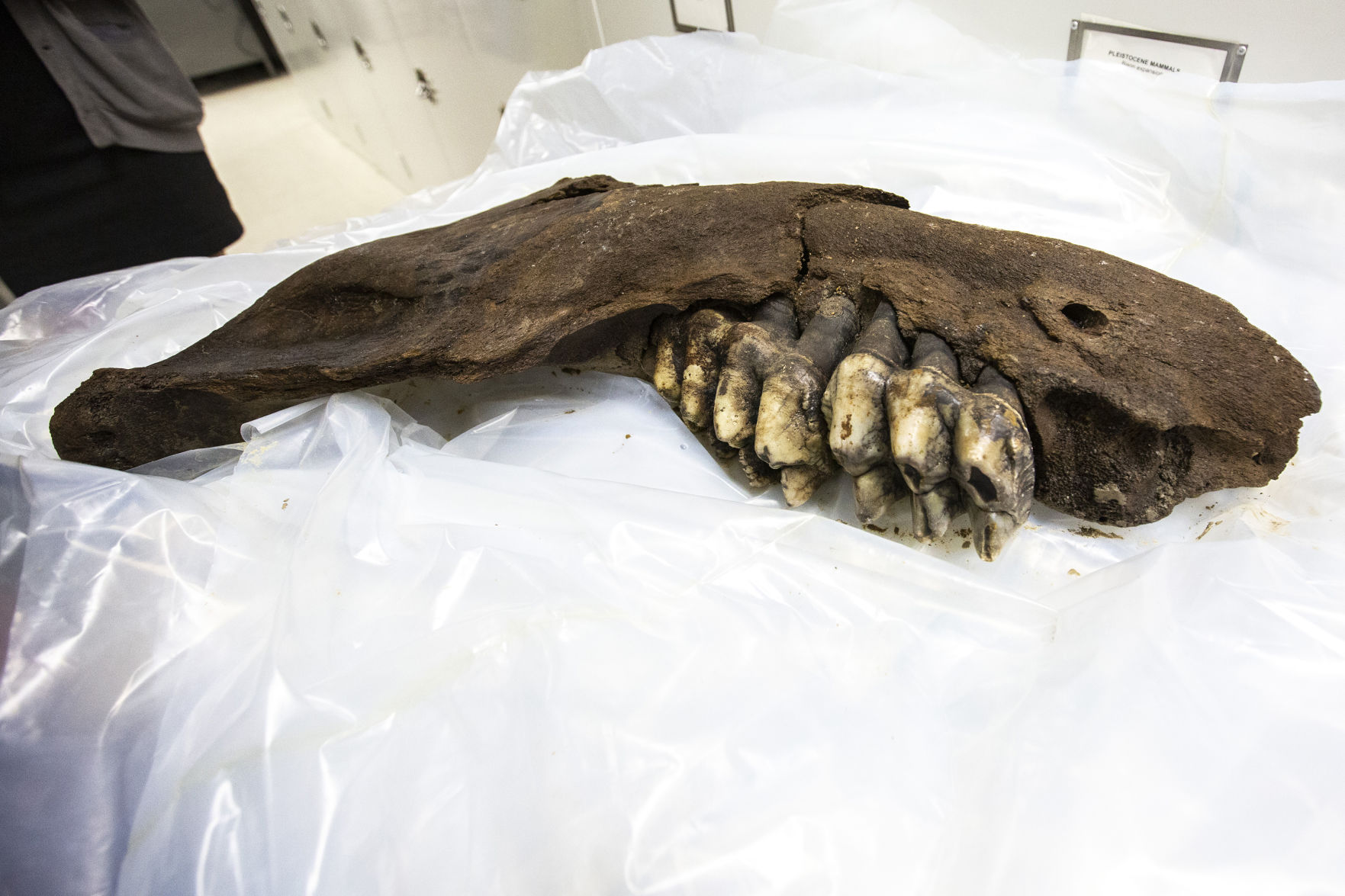 Prehistoric Fossil Find